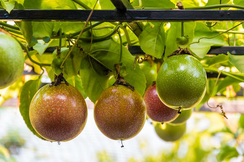 Passion Fruit Nutrition And Benefits Thinh An Trading Co ltd