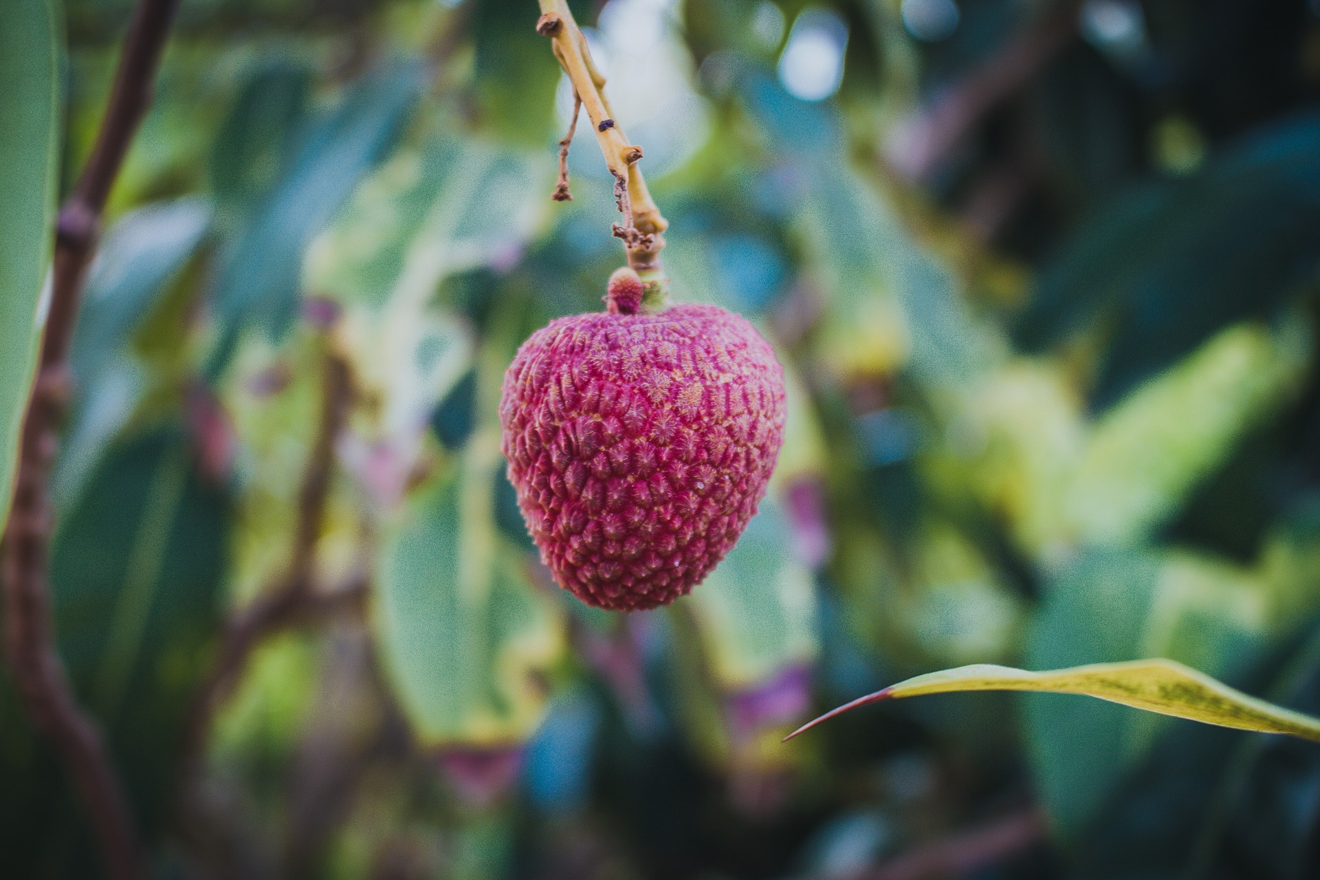 Lychee: Litchi Fruit, Nutritional Value, Lychee Fruit Near Me. - Fresh ...