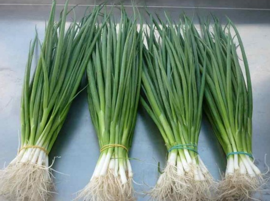 Spring Onion - Thinh An Trading Co.,ltd